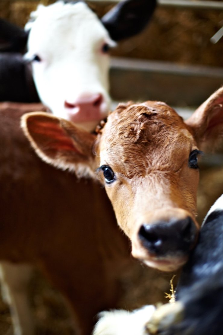 lakeland 120 year history