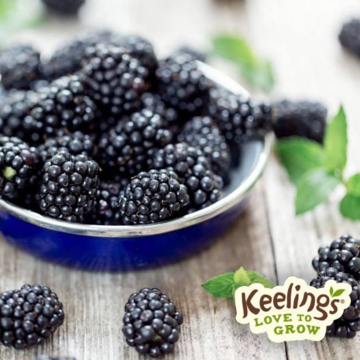 keelingsthimbleberry