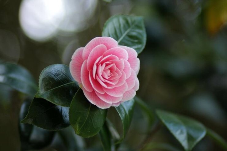 haughton camelias