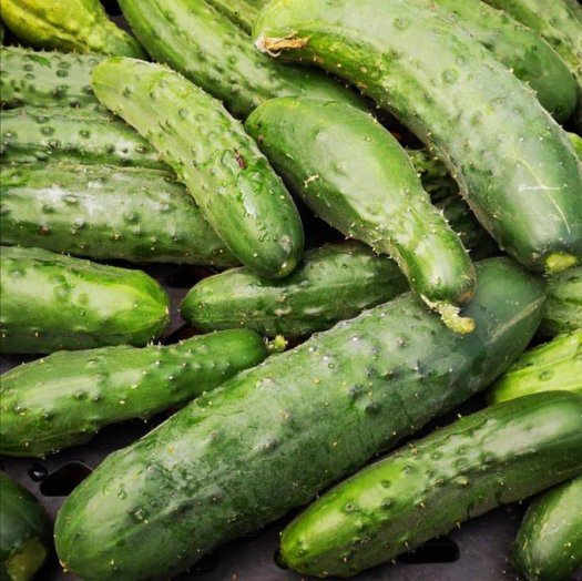 vp lodge cucumbers