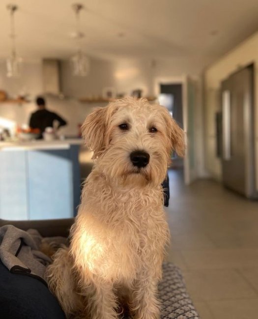 brian is cooking sausages