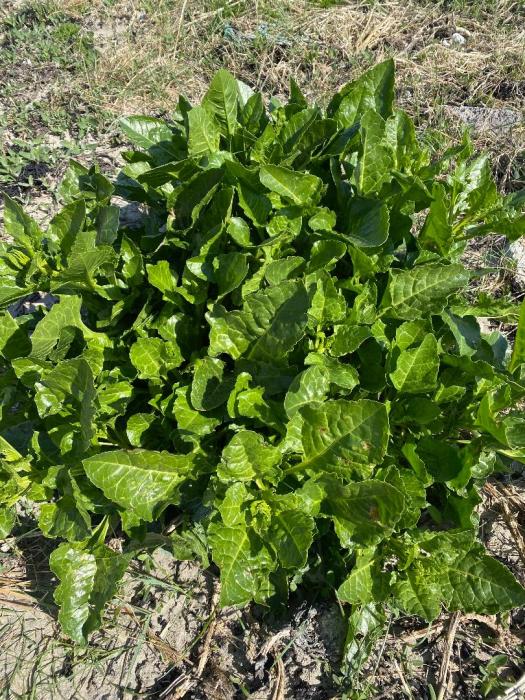 darina allen sea spinach soup