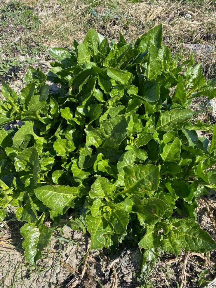 darina allen sea spinach soup