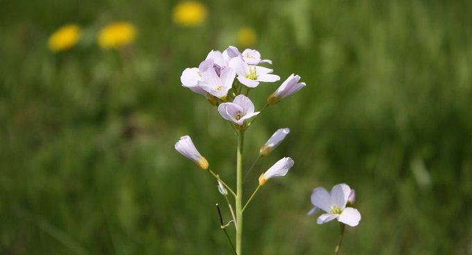 haughton smock alley