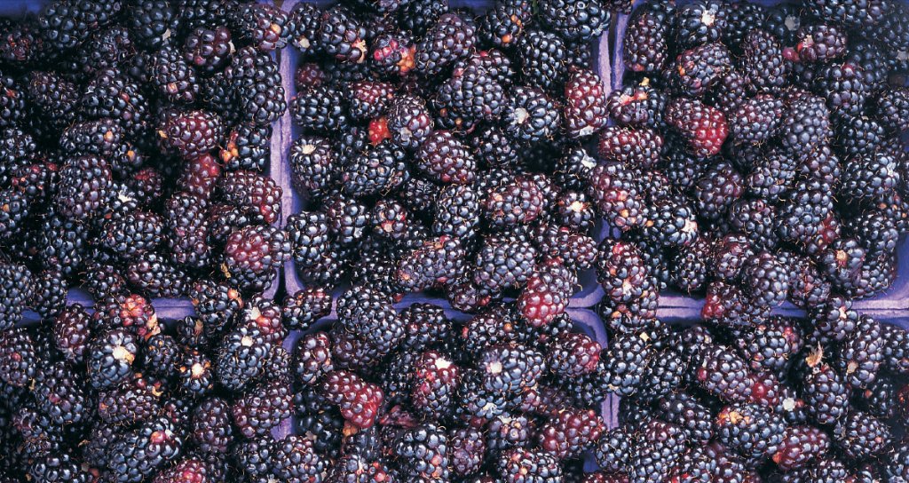 web md blackberries