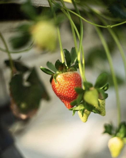 keelings strawbs vitamin c