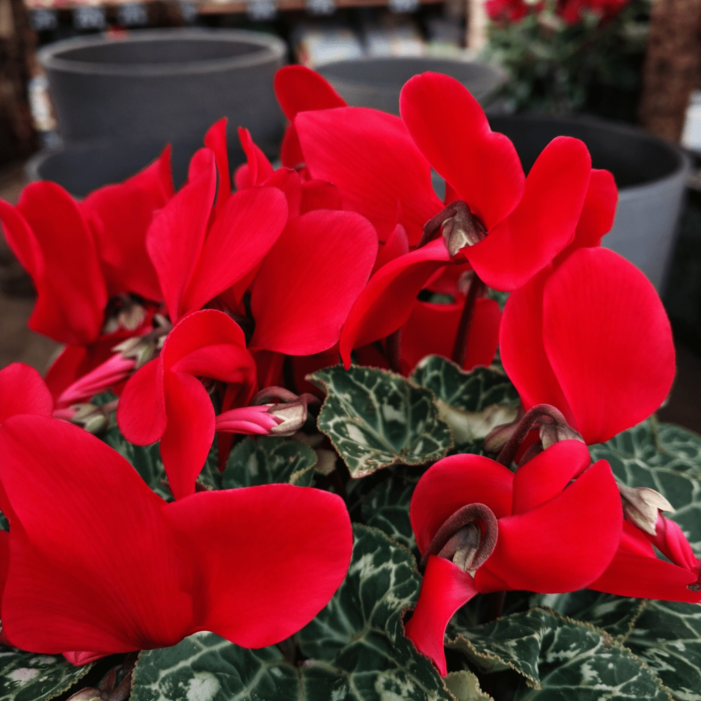 20251018_1634017549511803434352129